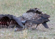 Ruppells Griffon Vulture_ANL_4139
